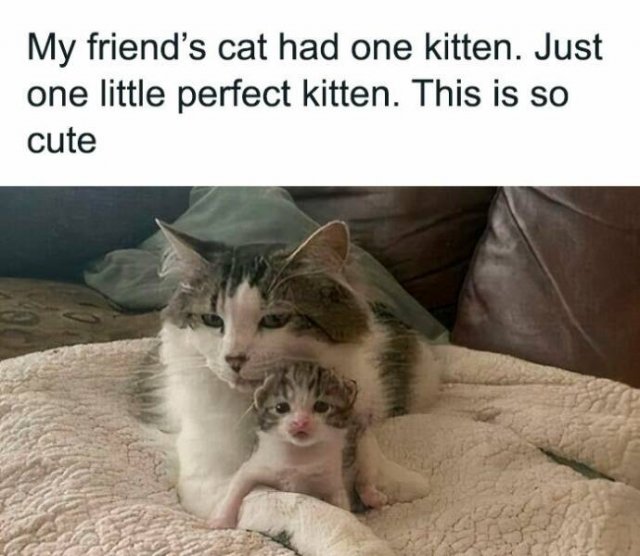 Jokes For Cat Lovers (23 pics)