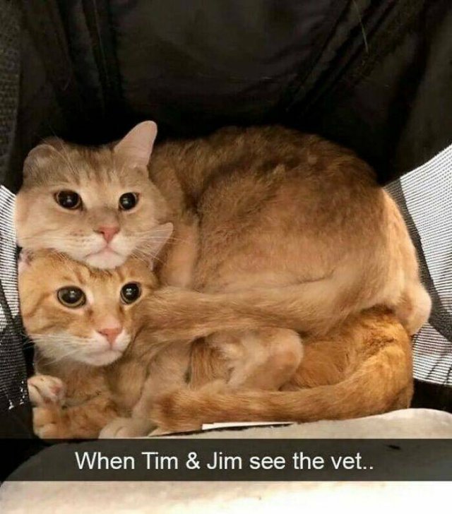 Jokes For Cat Lovers (23 pics)
