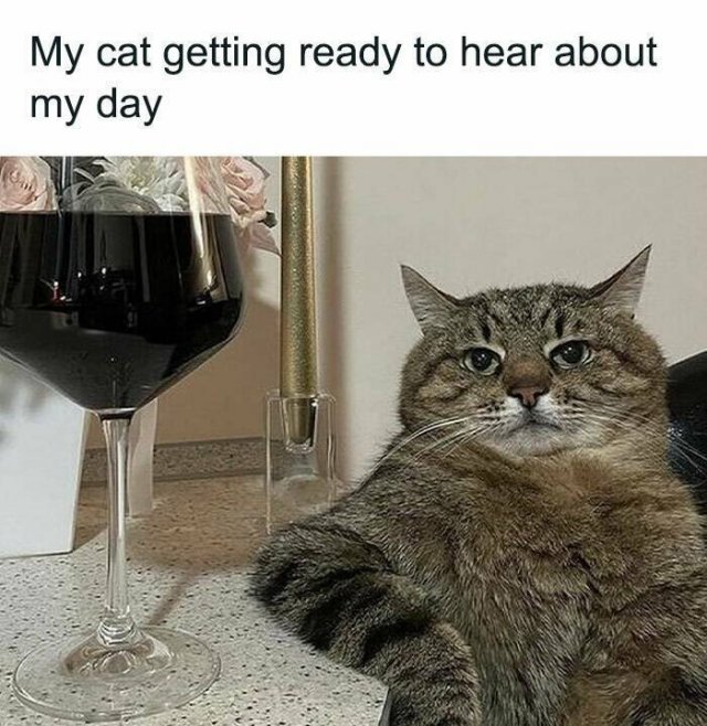 Jokes For Cat Lovers (23 pics)