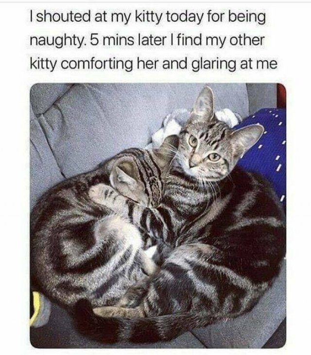 Jokes For Cat Lovers (23 pics)