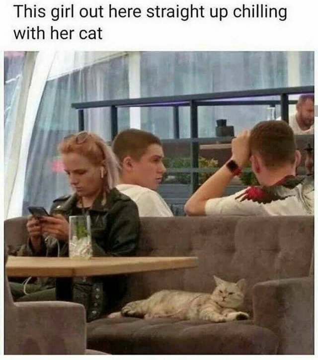 Jokes For Cat Lovers (23 pics)