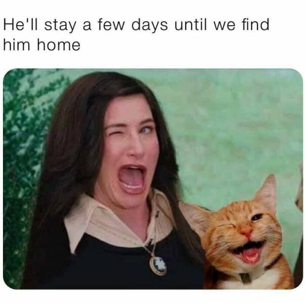 Jokes For Cat Lovers (23 pics)