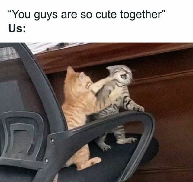 Jokes For Cat Lovers (23 pics)