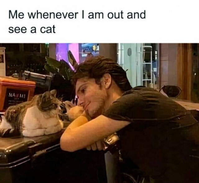 Jokes For Cat Lovers (23 pics)