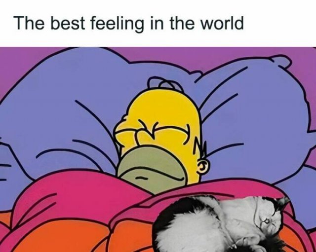 Jokes For Cat Lovers (23 pics)