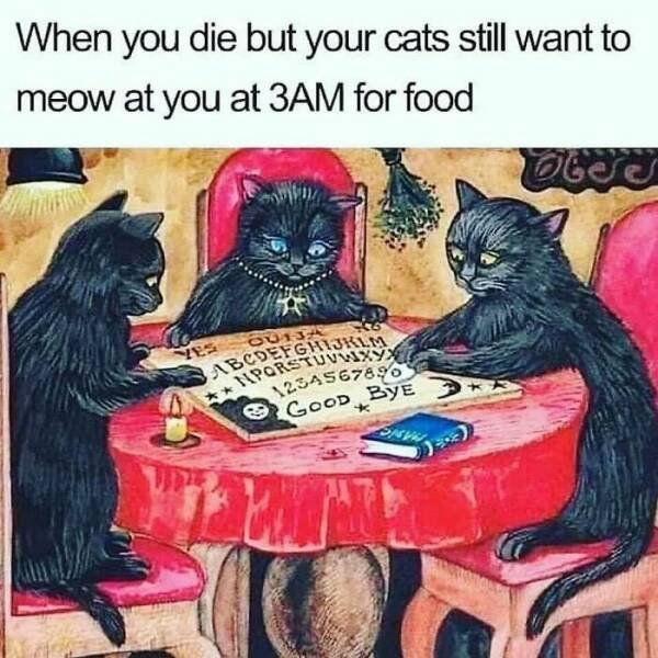 Jokes For Cat Lovers (23 pics)