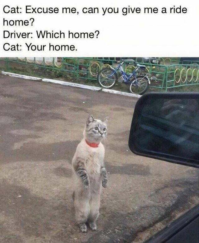 Jokes For Cat Lovers (23 pics)