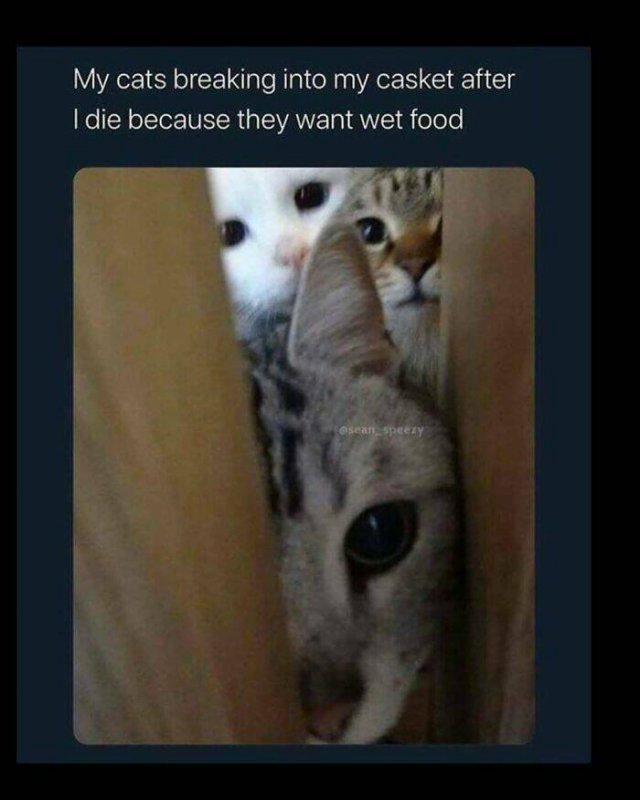 Jokes For Cat Lovers (23 pics)