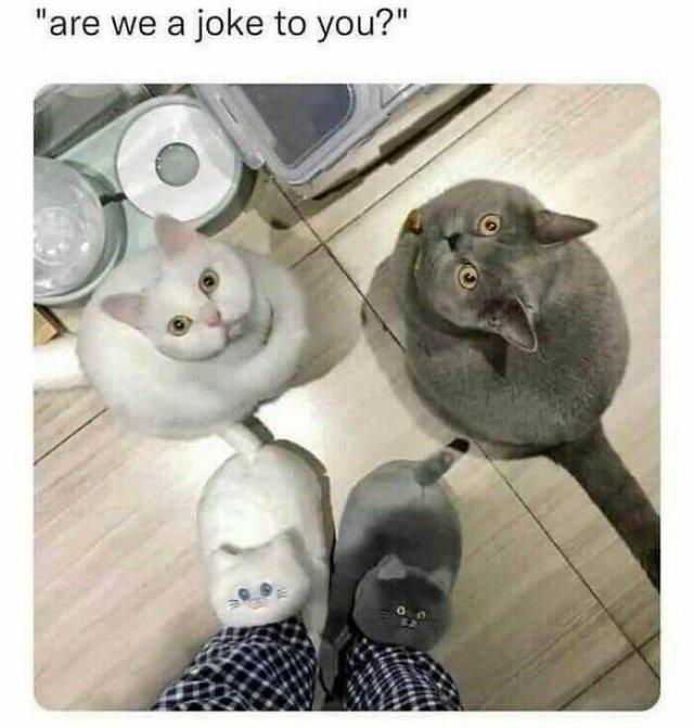 Jokes For Cat Lovers (23 pics)