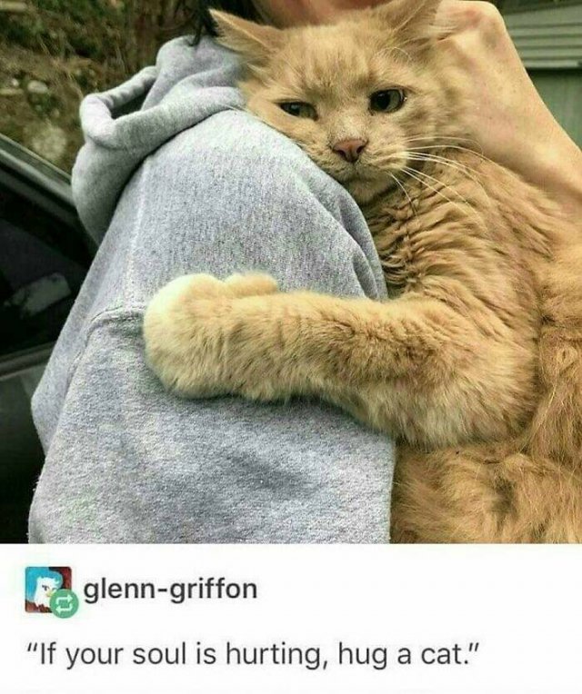 Jokes For Cat Lovers (23 pics)