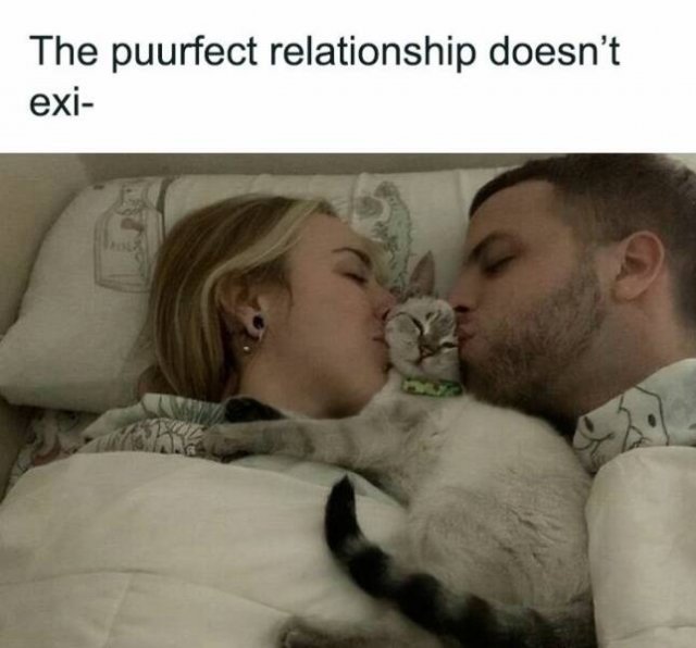 Jokes For Cat Lovers (23 pics)