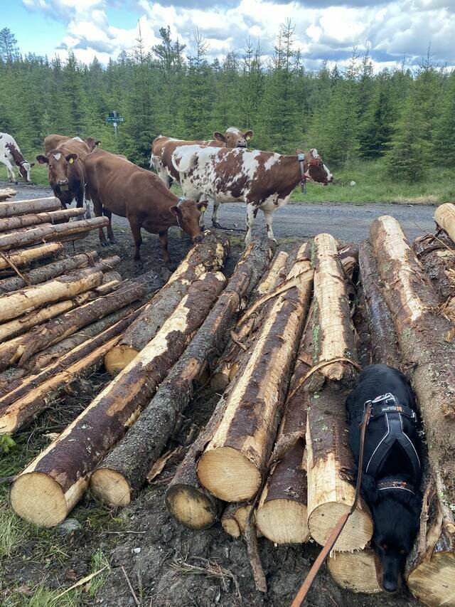 Interesting Finds (20 pics)