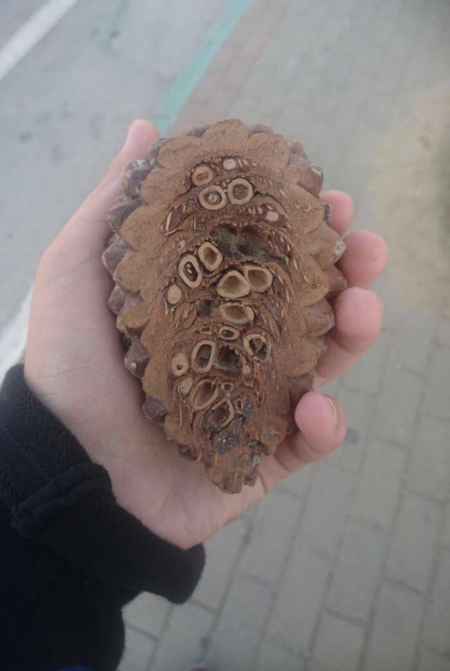 Fascinating Things (24 pics)