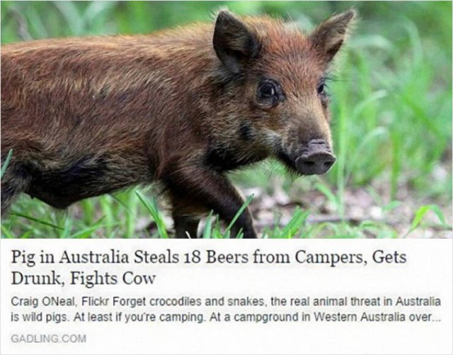 Odd And Funny Headlines (23 pics)