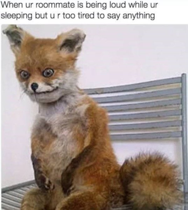 Jokes About Roommates (30 pics)