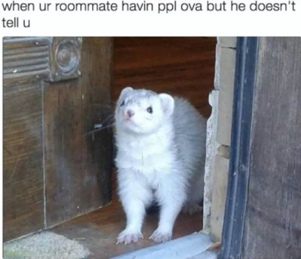 Jokes About Roommates (30 pics)