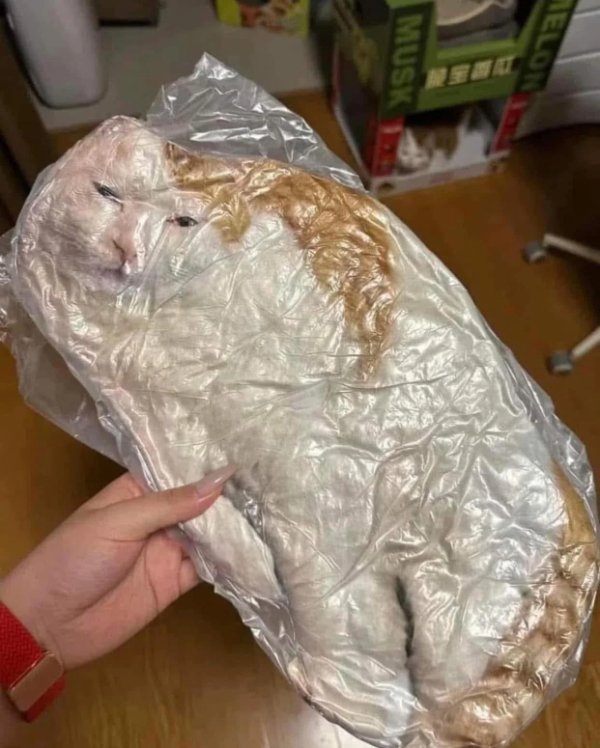What Is Going On Here? (29 pics)