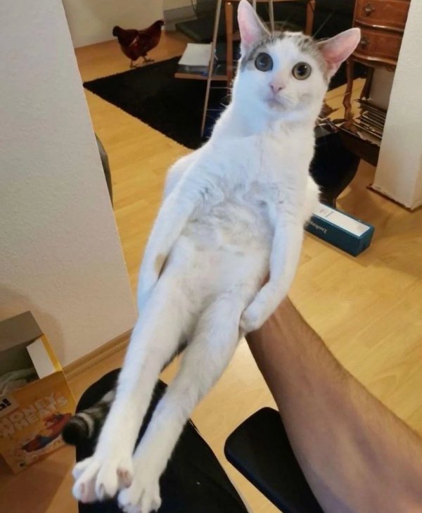What Is Going On Here? (29 pics)