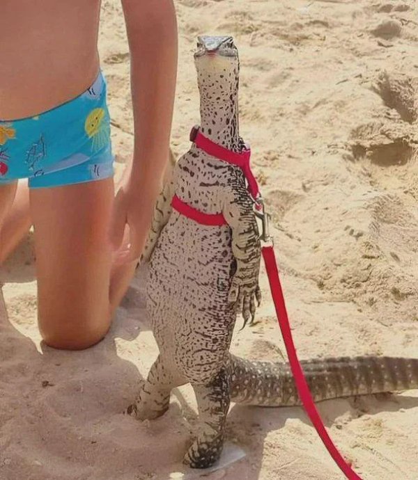 What Is Going On Here? (29 pics)