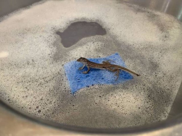 Interesting Finds (20 pics)