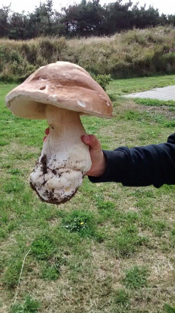 Giant Things (32 pics)