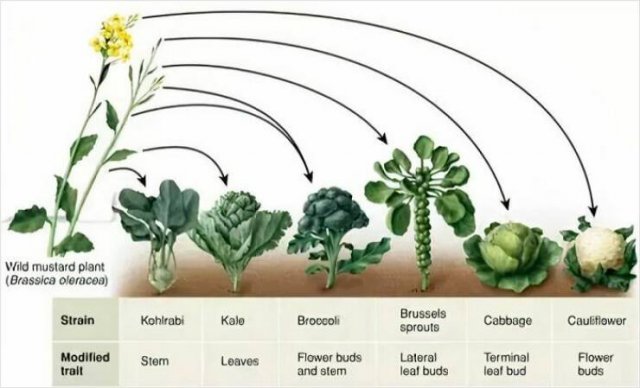 Interesting Diagrams (26 pics)