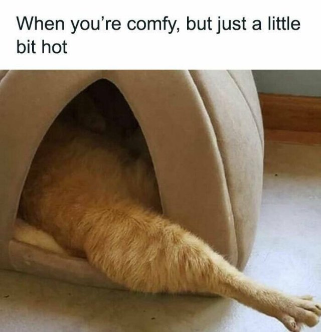 Memes For Cat Lovers (25 pics)