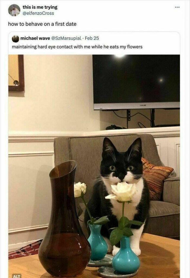 Memes For Cat Lovers (25 pics)