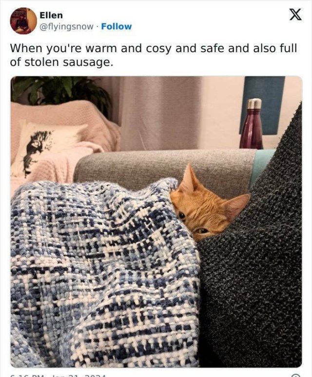 Memes For Cat Lovers (25 pics)