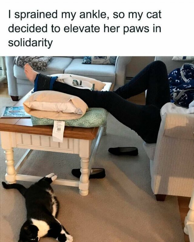 Memes For Cat Lovers (25 pics)