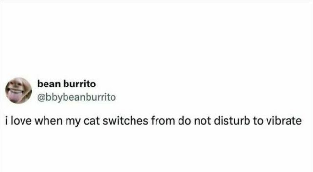 Memes For Cat Lovers (25 pics)
