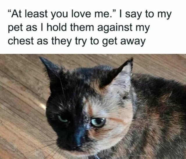 Memes For Cat Lovers (25 pics)