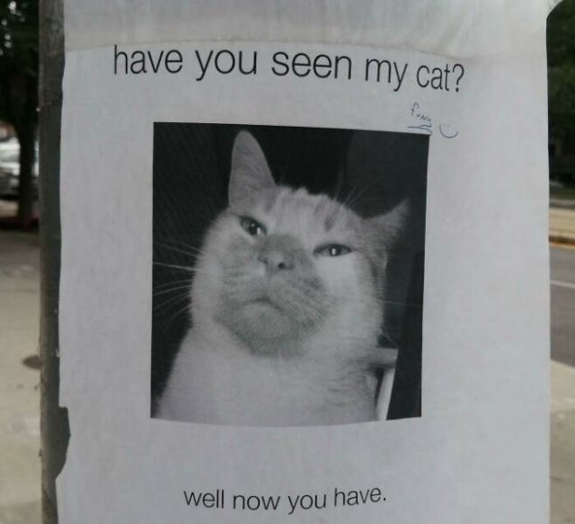 Memes For Cat Lovers (25 pics)