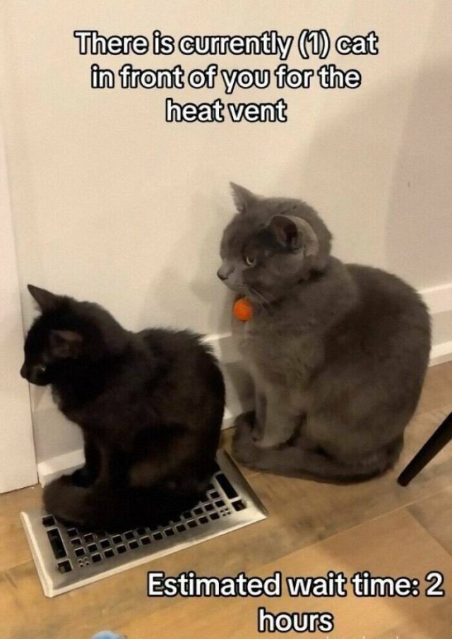 Memes For Cat Lovers (25 pics)