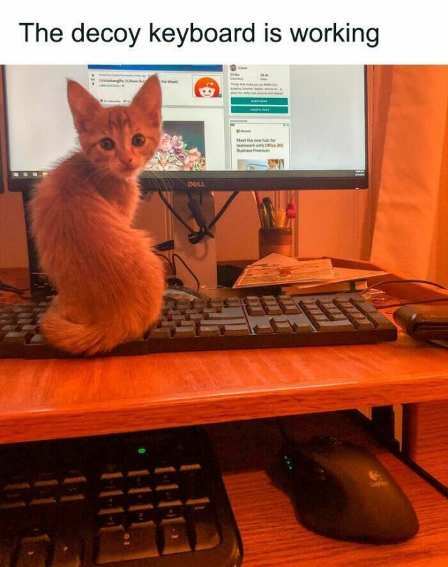 Memes For Cat Lovers (25 pics)