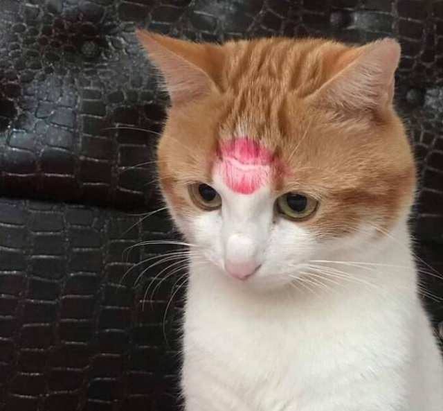 Memes For Cat Lovers (25 pics)