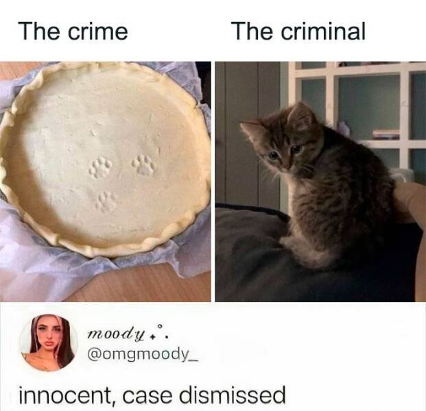 Memes For Cat Lovers (25 pics)