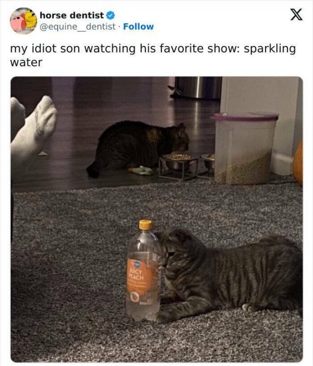 Memes For Cat Lovers (25 pics)