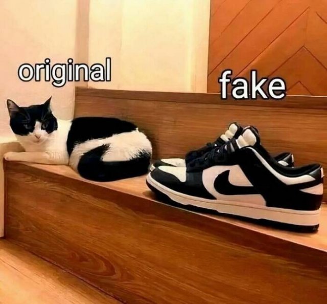 Memes For Cat Lovers (25 pics)