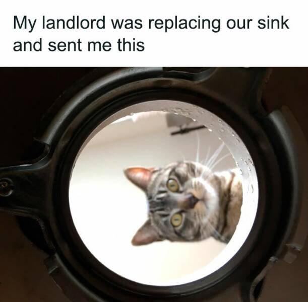 Memes For Cat Lovers (25 pics)