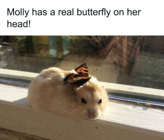 Kind Jokes (24 pics)