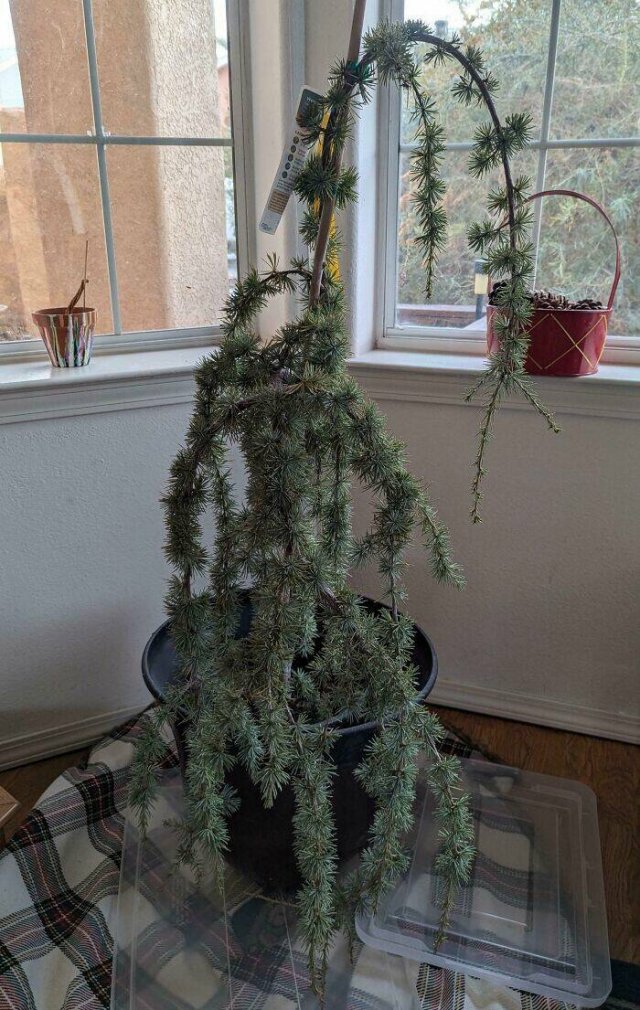 Annoying Habits Of Relatives (20 pics)