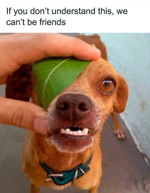 Memes For Cartoon Fans (24 pics)