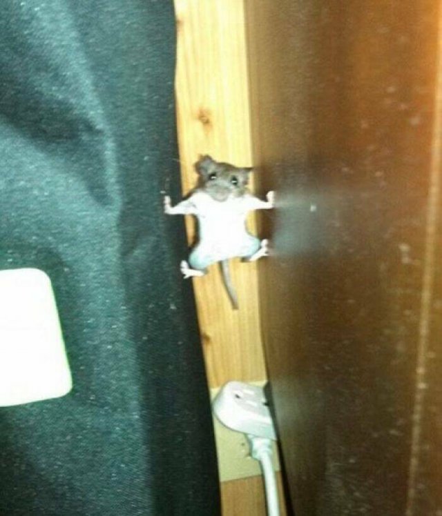 What Is Going On Here? (24 pics)