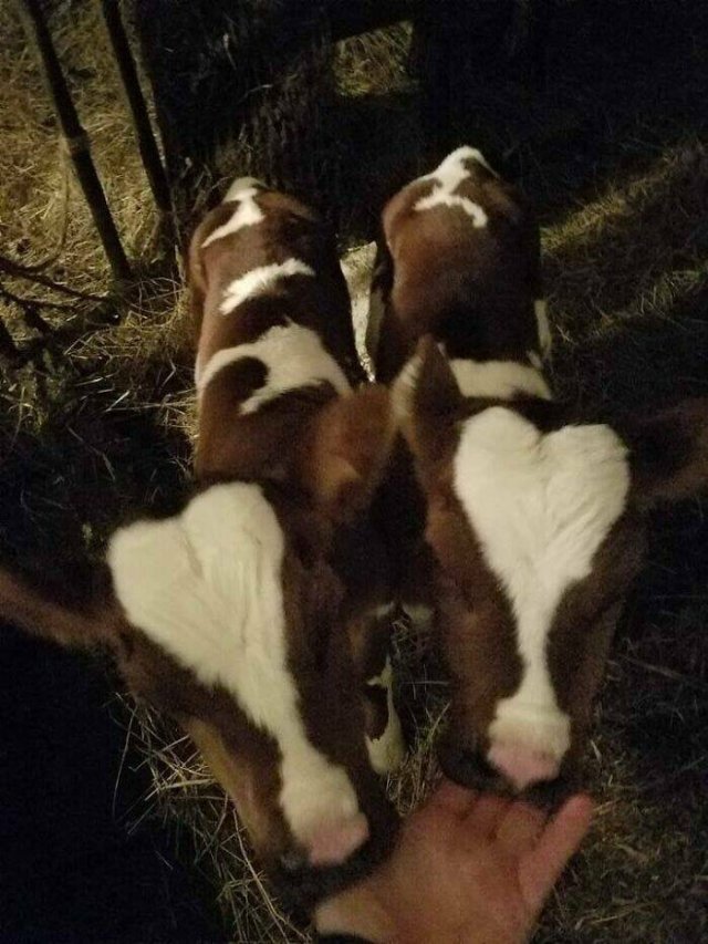 What Is Going On Here? (24 pics)