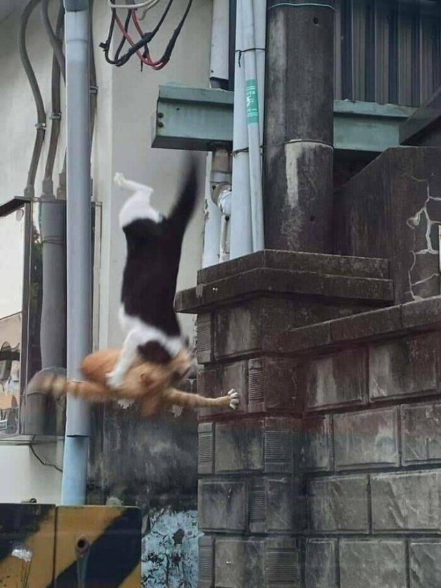 What Is Going On Here? (24 pics)