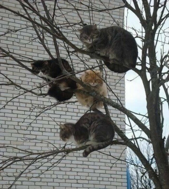 What Is Going On Here? (24 pics)