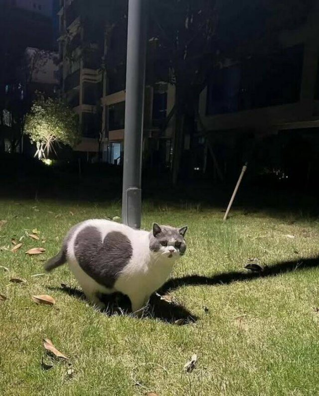 Jokes For Cat Lovers (25 pics)