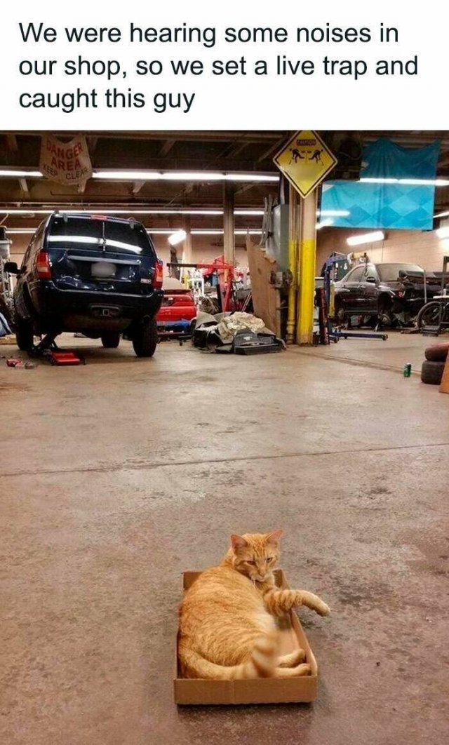 Jokes For Cat Lovers (25 pics)