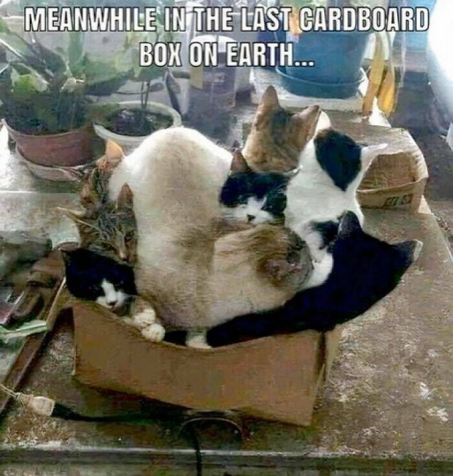 Jokes For Cat Lovers (25 pics)